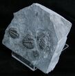 Elrathia Multiple Trilobite Plate #3471-2